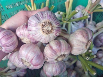 Home Grown GARLIC - Very Tasty - FREE POSTAGE