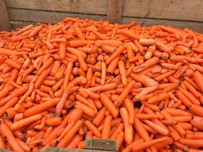 Tonne crate of stockfeed carrots