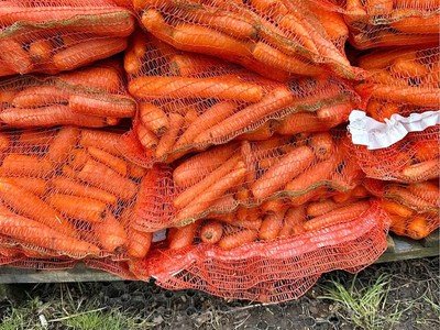 Fresh Pony Carrots