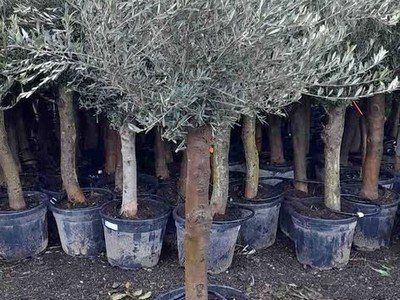 Extra large trunk olive trees