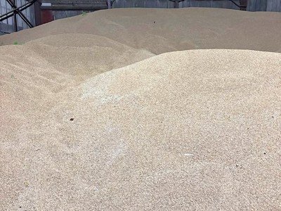Wheat grain