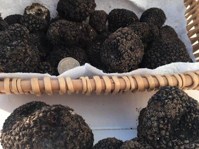 local ENGLISH TRUFFLES