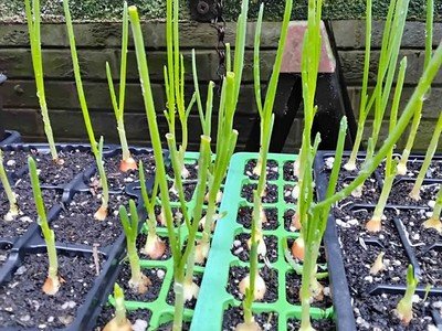 White onions