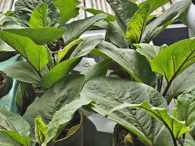 Aubergine Patio baby and money maker beautiful home grown