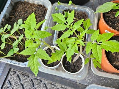 Very nice Tomatoes plants