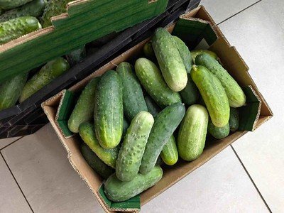 Freshly picked home grown organic