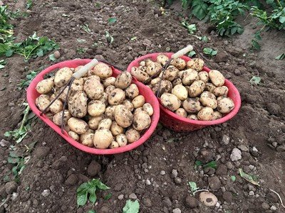 New season home grown Potatoes