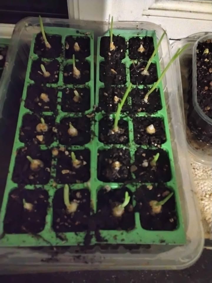White onions