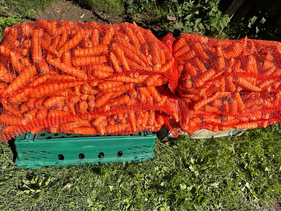 Carrot nets back in stock