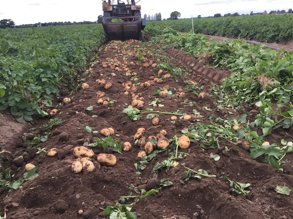 New season home grown Potatoes