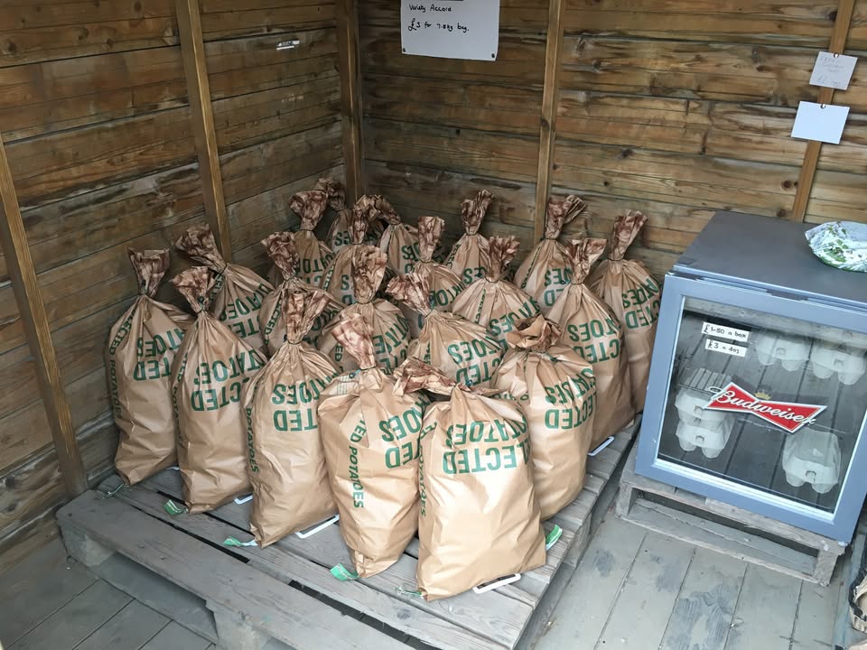 New season home grown Potatoes