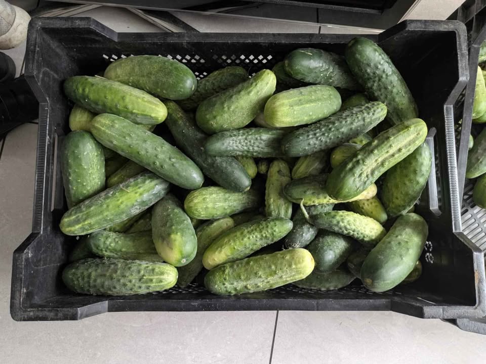 Freshly picked home grown organic